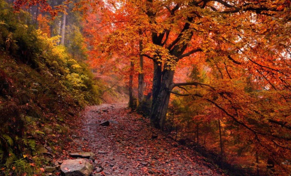 Ботанический Сад-Институт УНЦ РАН