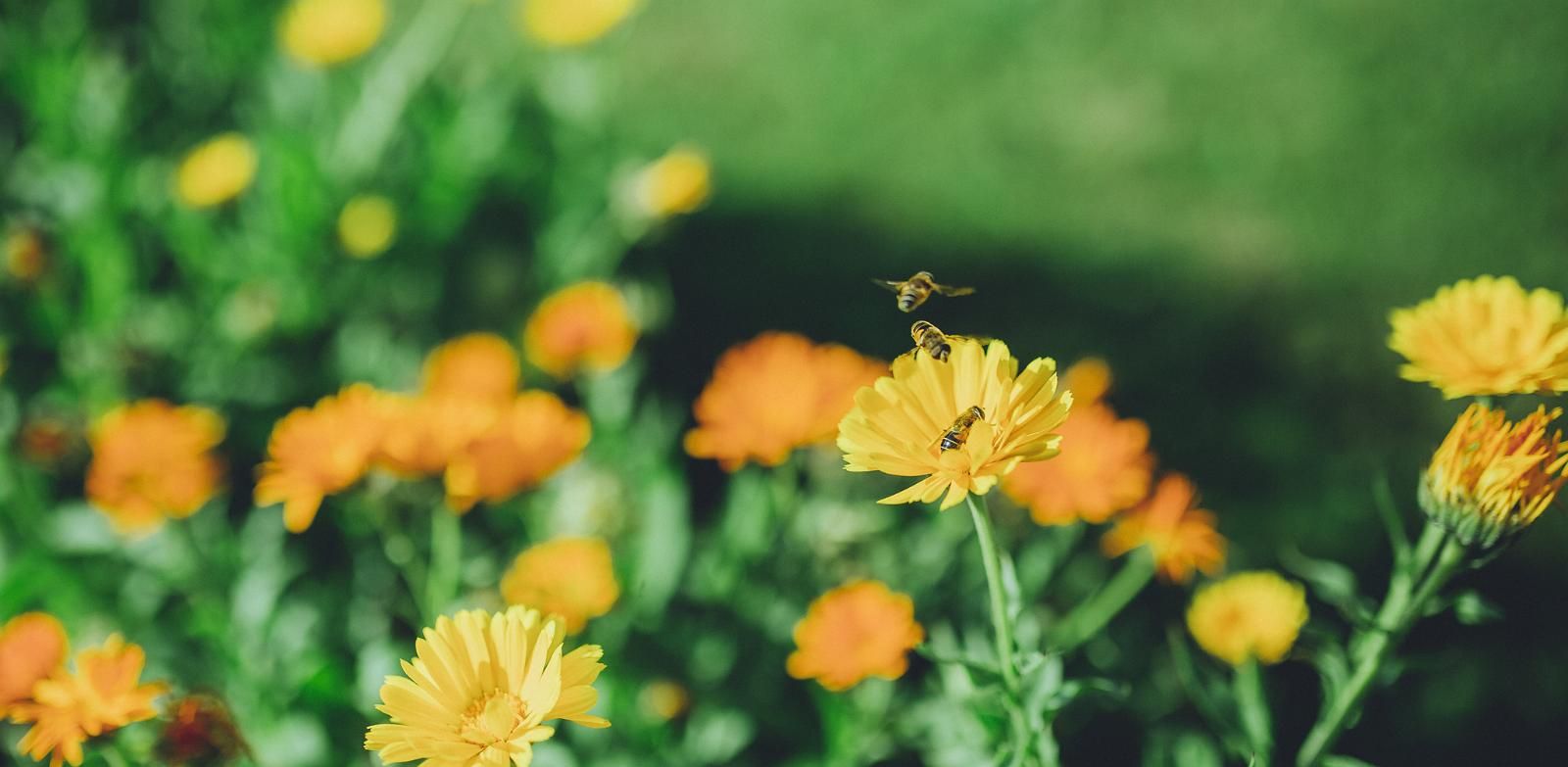 Сад лекарственных растений в Карепа