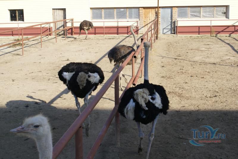 Страусиная ферма