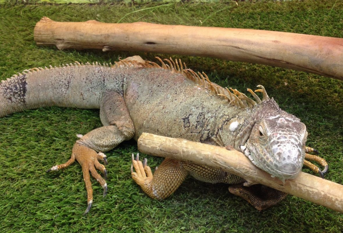 Трогательный зоопарк Лапушки