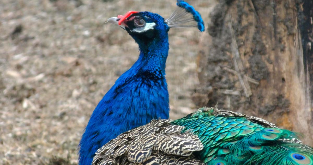 Трогательный зоопарк