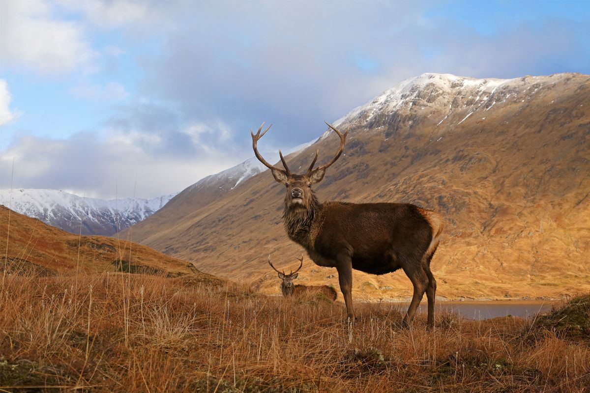 8 причин выбрать Шотландию для январских кан... фото
