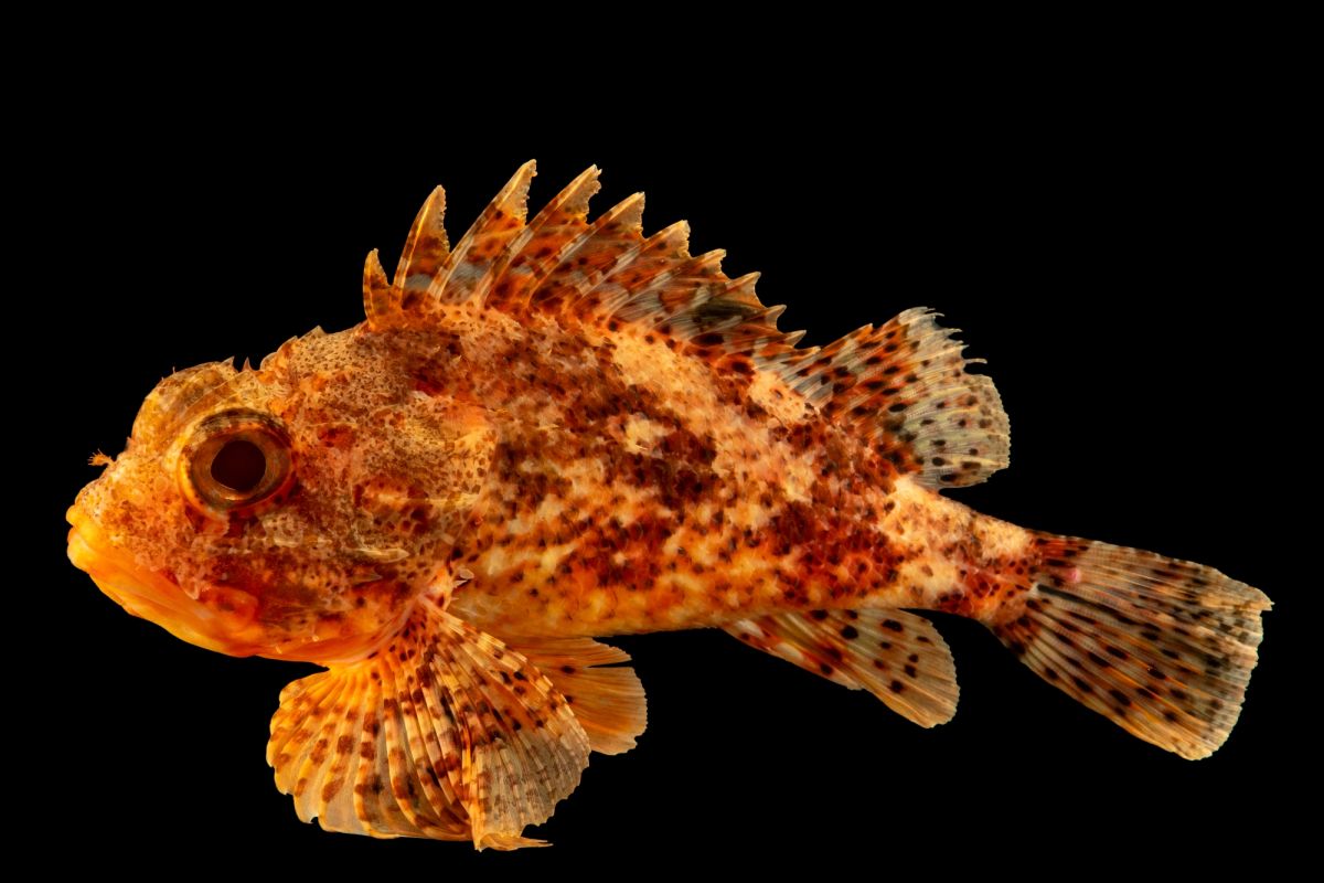 Аквариум Васко да Гама