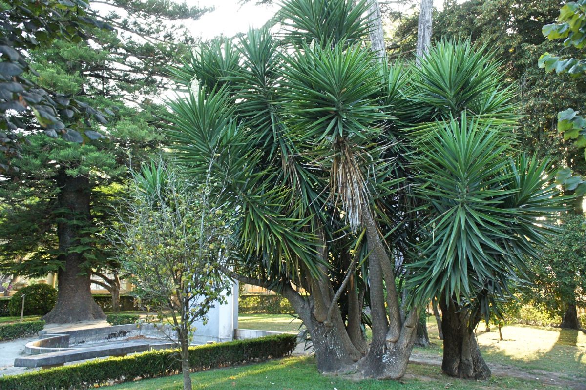 Парк Дом Педро Инфанте