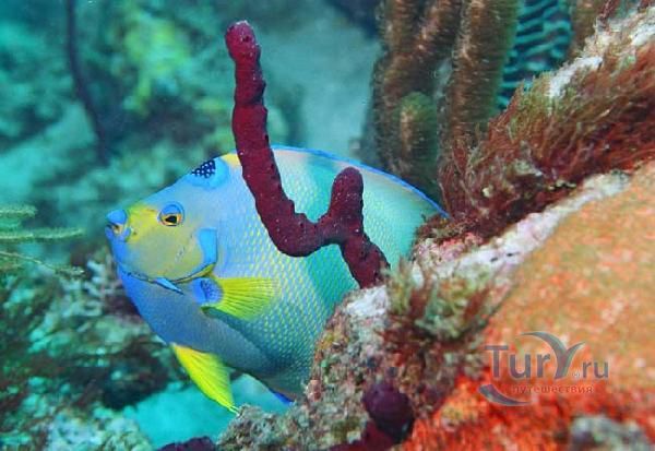 Станция подводного плавания Бекуа