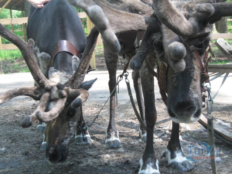 Северная оленья ферма