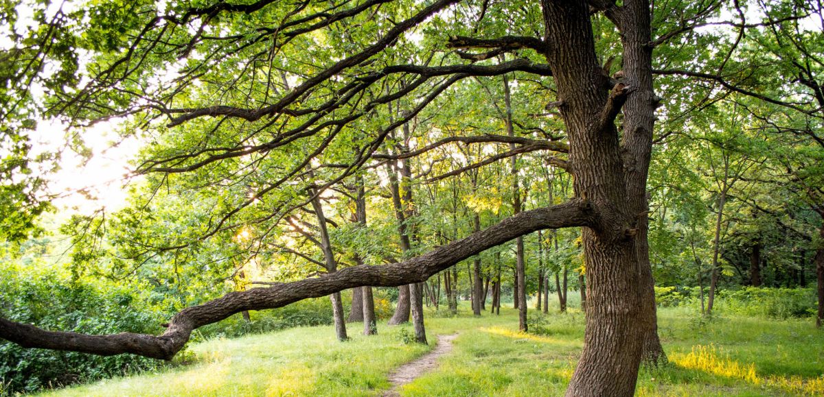 Полтавский дендропарк