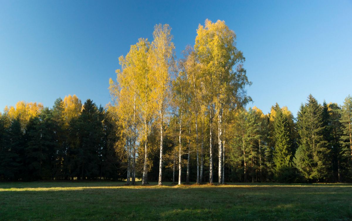 Белая береза