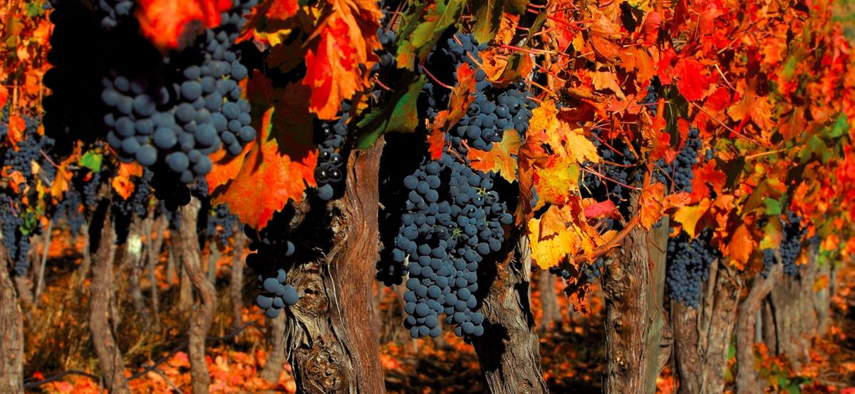 Виноградная долина Кольчагуа