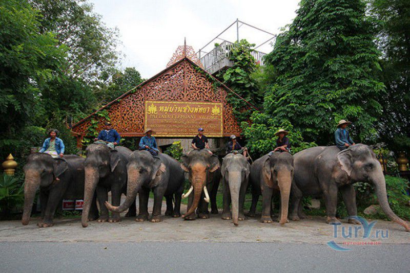 Слоновья Деревня в Паттайе