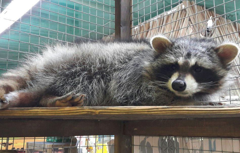 Удивительный зоопарк