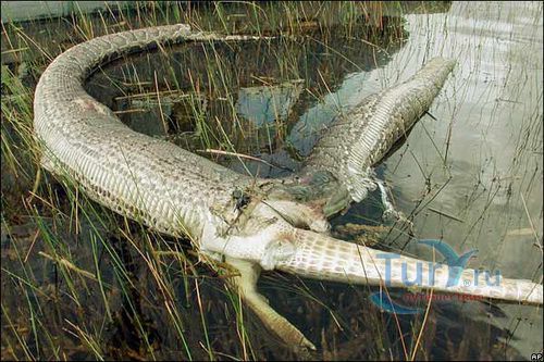 Эверглейдс