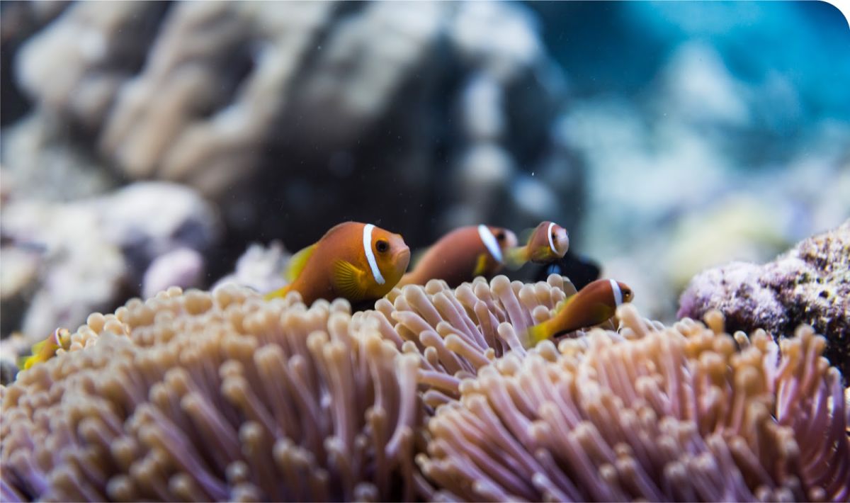 Мальдивы; борьба с климатическим кризисом вместе и на устойчивой основе