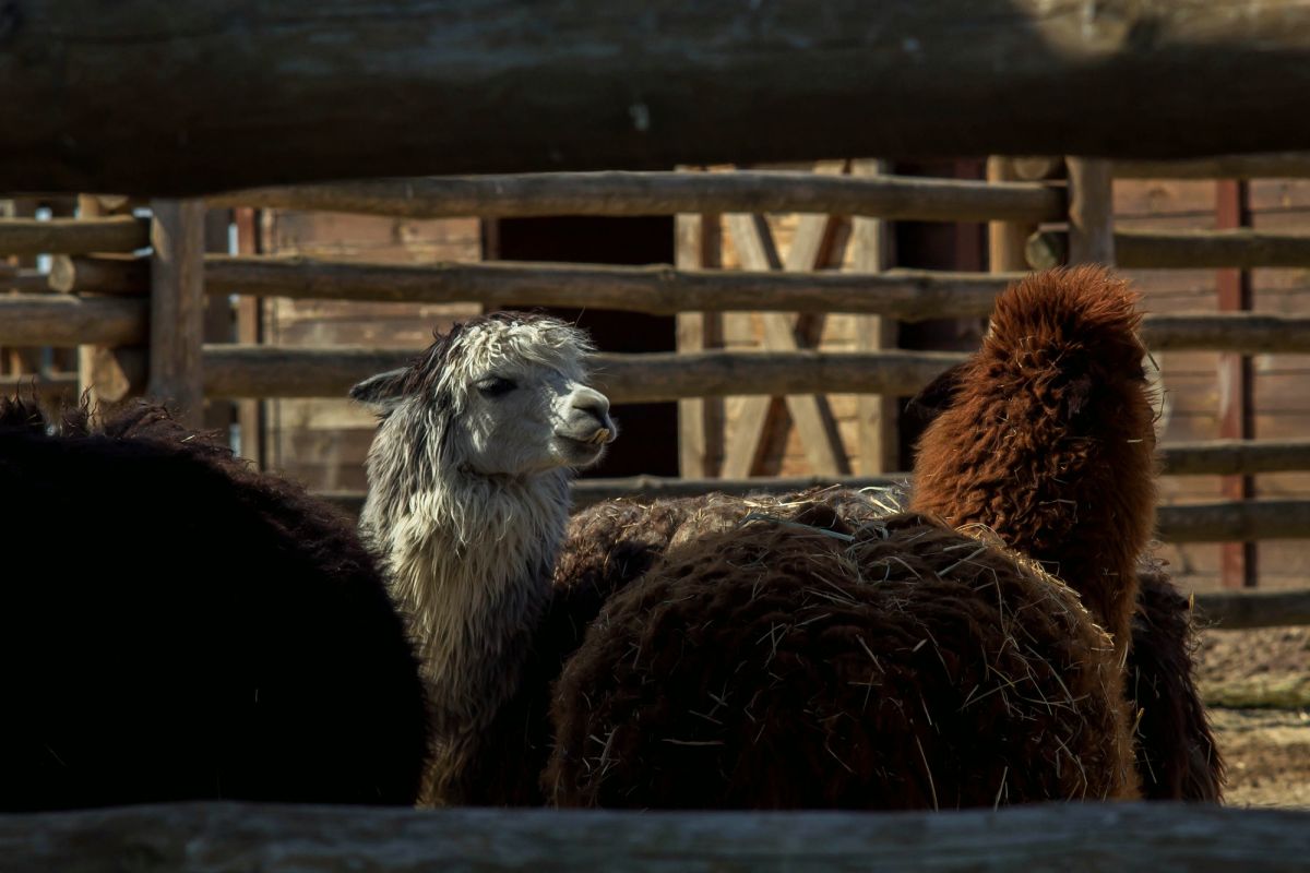 Зоопарк XII Месяцев