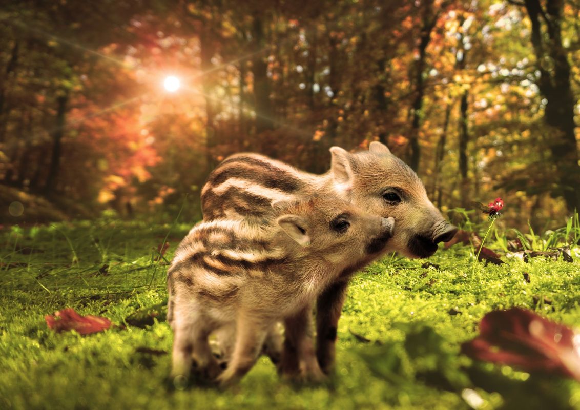 Каплановские солонцы