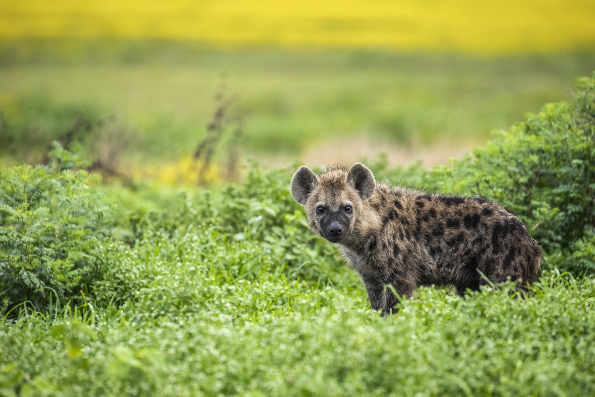 Путеводитель по посещению национального парка Liuwa Plains