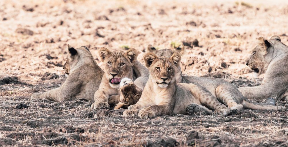 Информационный бюллетень о сафари по дикой п... фото