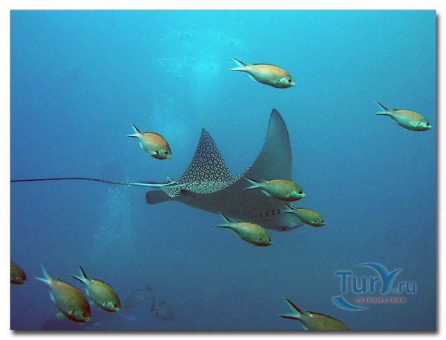 Южный конец