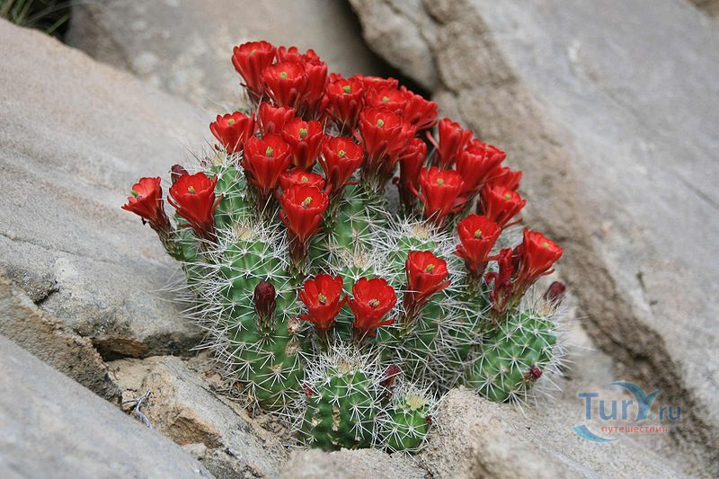 Национальный парк Кэпитол-Риф