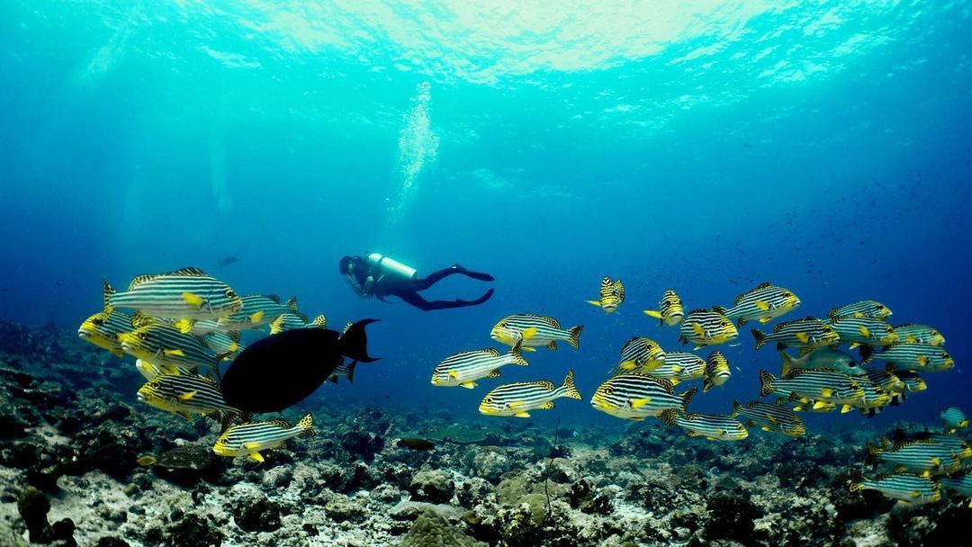 8 простых способов сделать свой отпуск на Мальдивах более зеленым!