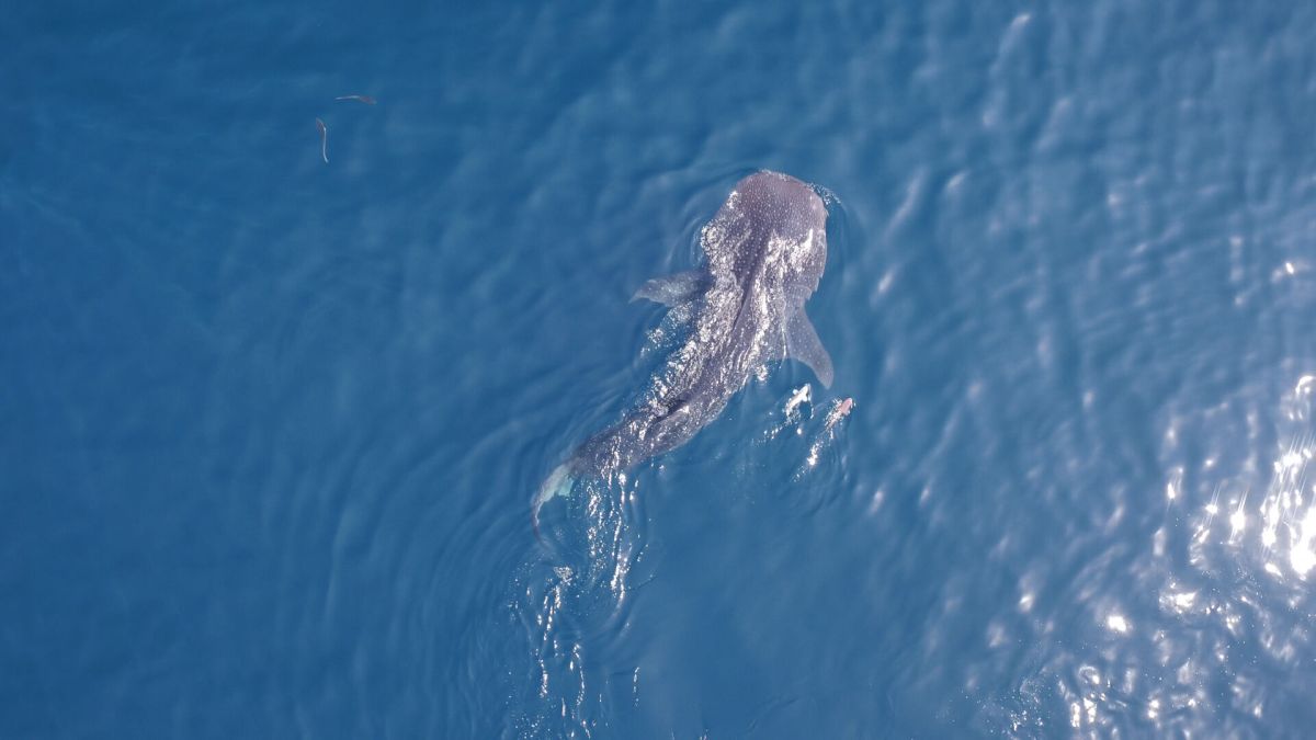 Китовые акулы Катара