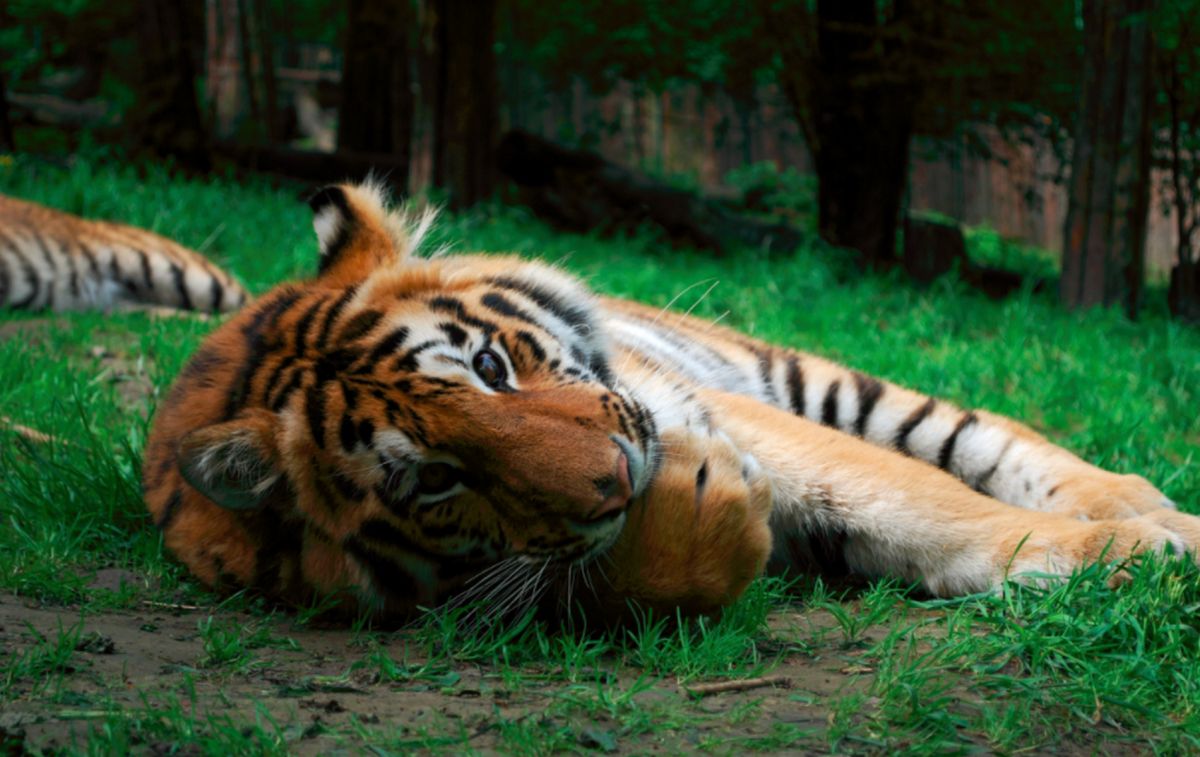 Ровенский зоопарк