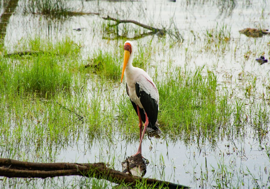 Озеро Накуру