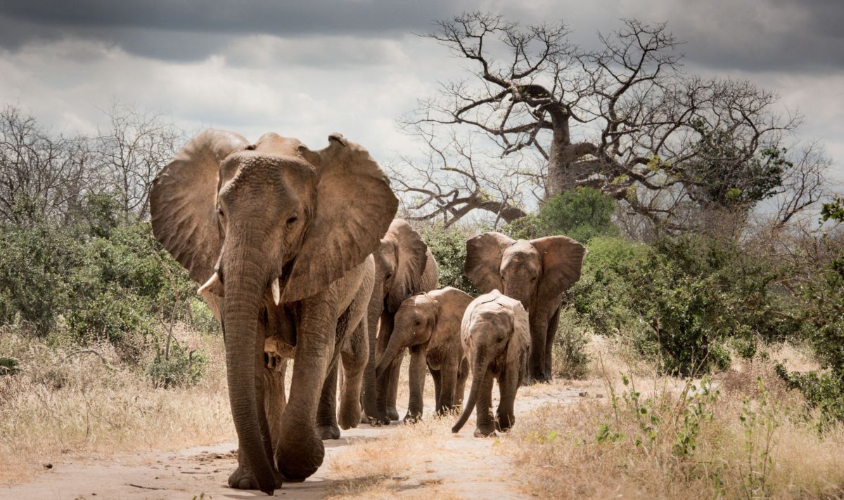 Приют Шелдрика - милосердие в действии