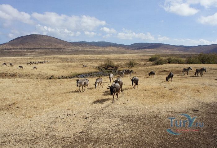 Заповедник Нгоронгоро