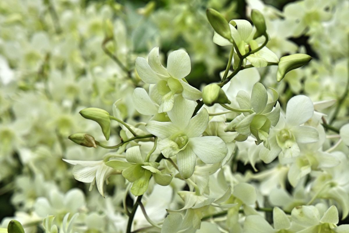 Национальный сад орхидей Сингапура