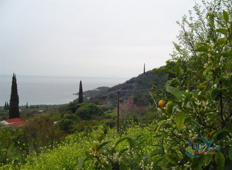 Лимонный Лес (Лемонодасос)