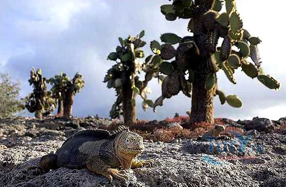 Лавовый туннель Бельявиста на о.Санта-Крус
