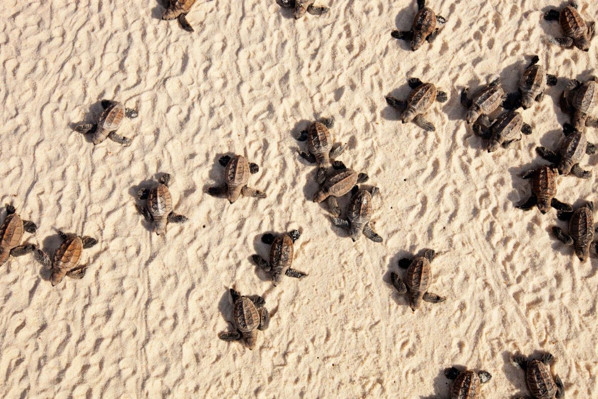 Наблюдение за черепахой бисса в Катаре