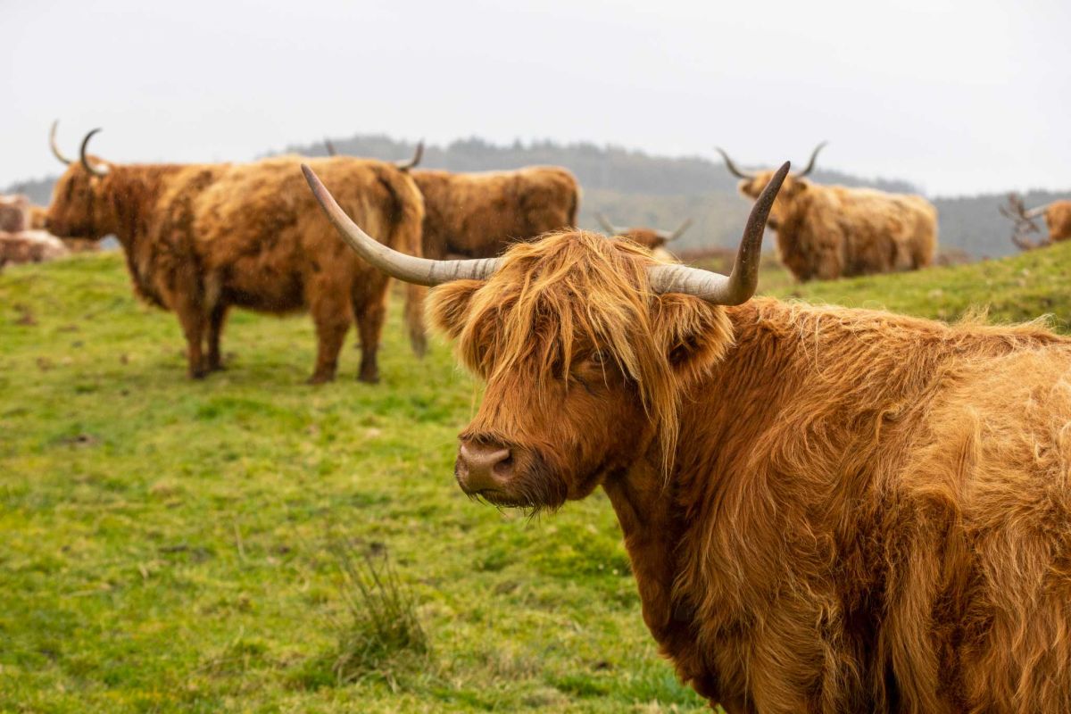 Драмцесторы! Районы производства виски в Шот... фото