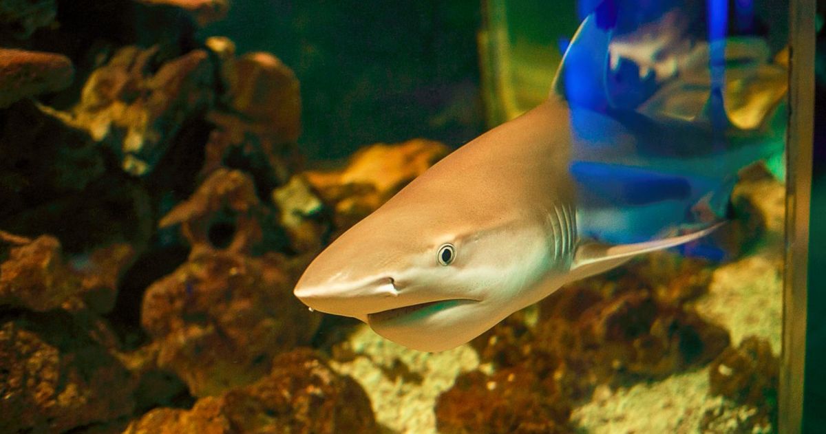 Анапский океанариум