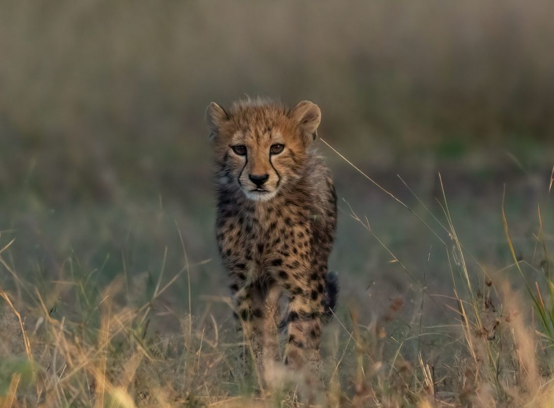 Центральная Африка в ожидании дождей