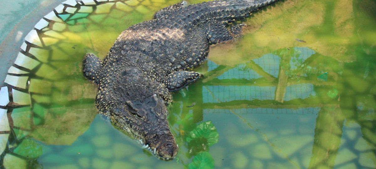 Крокодиловая ферма