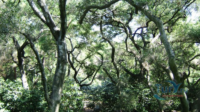 Сад Дескансо