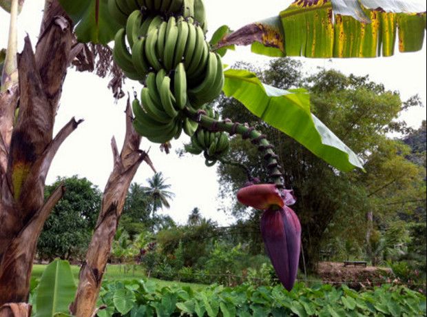 Туристический Парк Маракас Бэй (Maracas Bay Agri Tourism Park)
