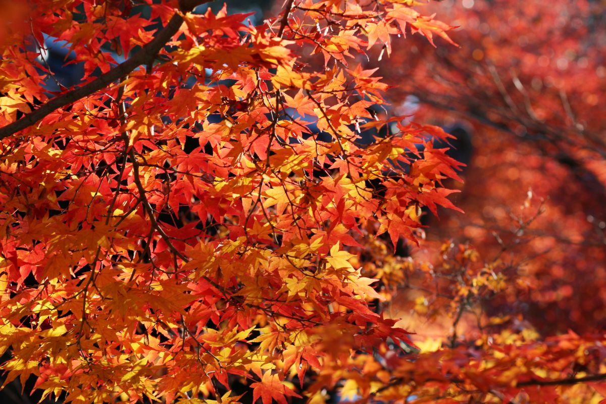 Храм Сакудзэн-дзи