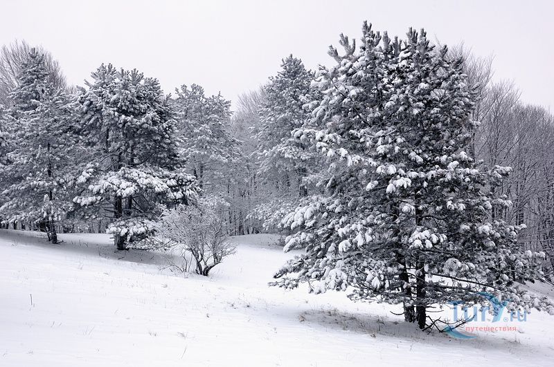 Уссурийский государственный природный заповедник