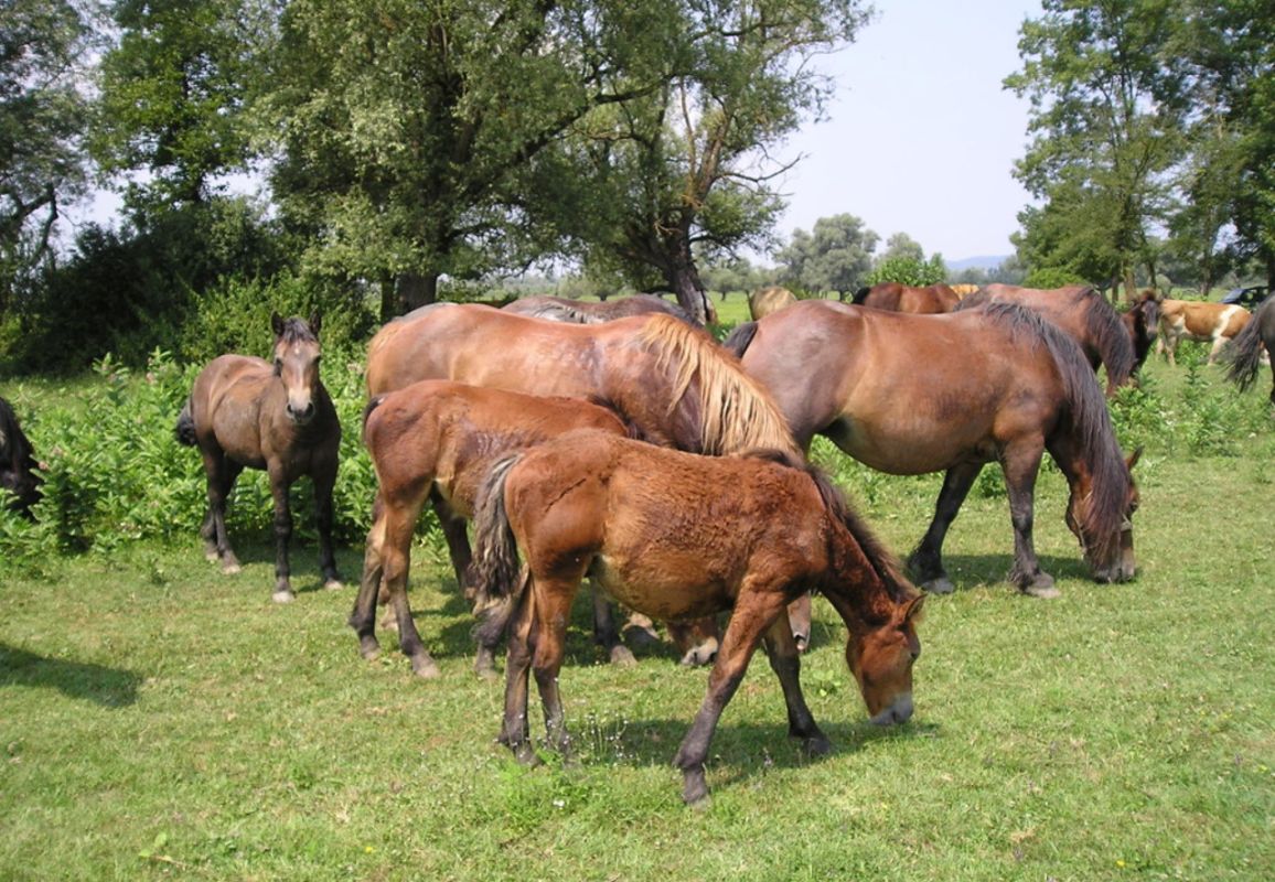 Природный парк Лоньско поле