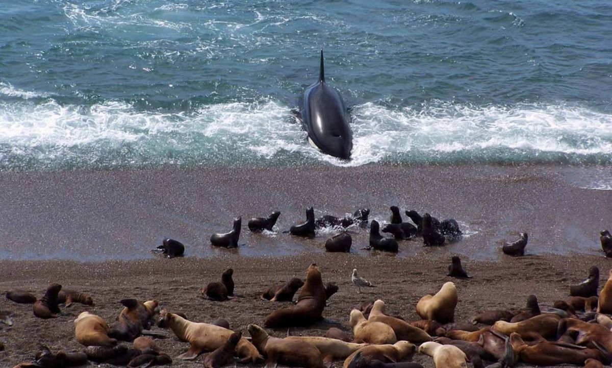 Полуостров Вальдес
