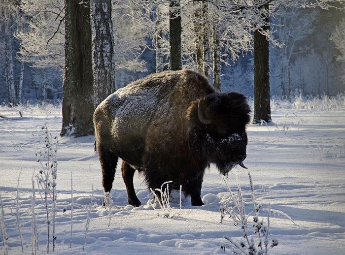 Приокско-Террасный Заповедник Приокско-Террасный Заповедник